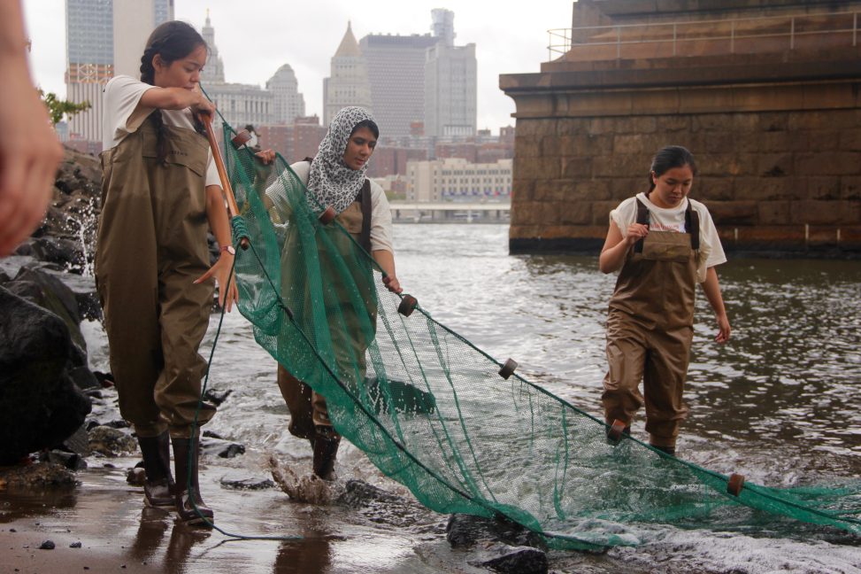 Students seining for fish in the East River with the base of the Brooklyn Bridge behind them