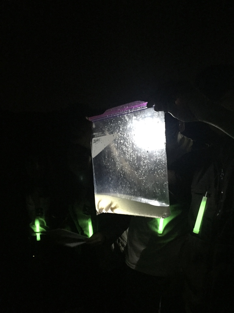 Students observe a fish being held in water inside a plastic bag. It is night time and a light is being held up to make the fish visible. The fish was released after being identified.