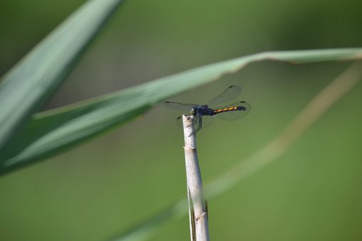 A seaside dragonlet with transparent wings and a yellow tail perches on a reed