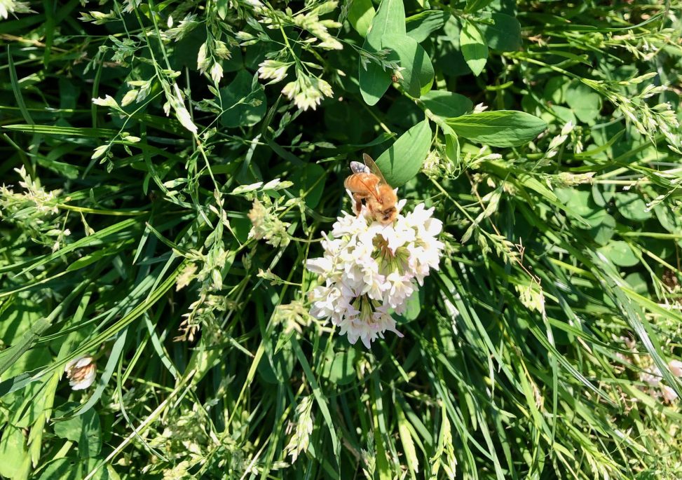 A western honey bee perches on a white clover