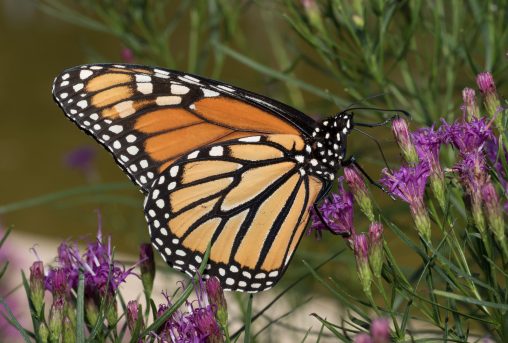 A monarch butterfly with purple flowers
