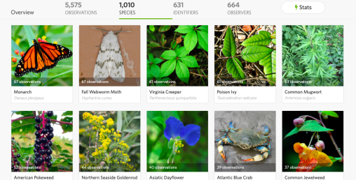 A grid of photos shows iNaturalist observations from Macaulay Honors College BioBlitzes, including multiple species of plants and animals