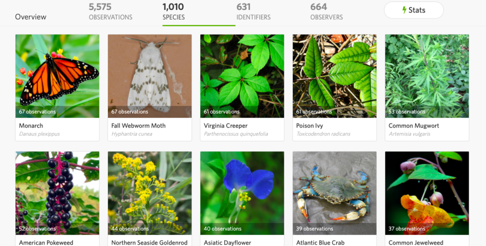 A grid of photos shows iNaturalist observations from Macaulay Honors College BioBlitzes, including multiple species of plants and animals