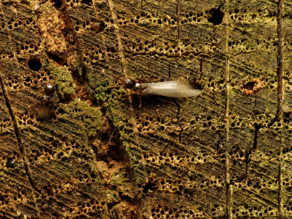 Termite alates emerging from a log
