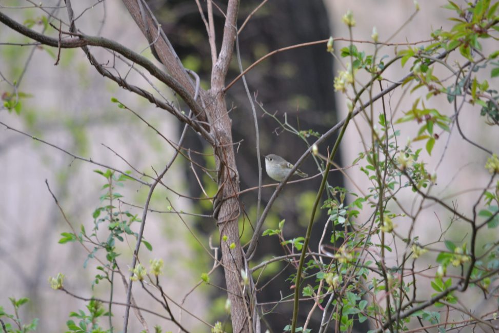A ruby crowned kinglet perches on a branch