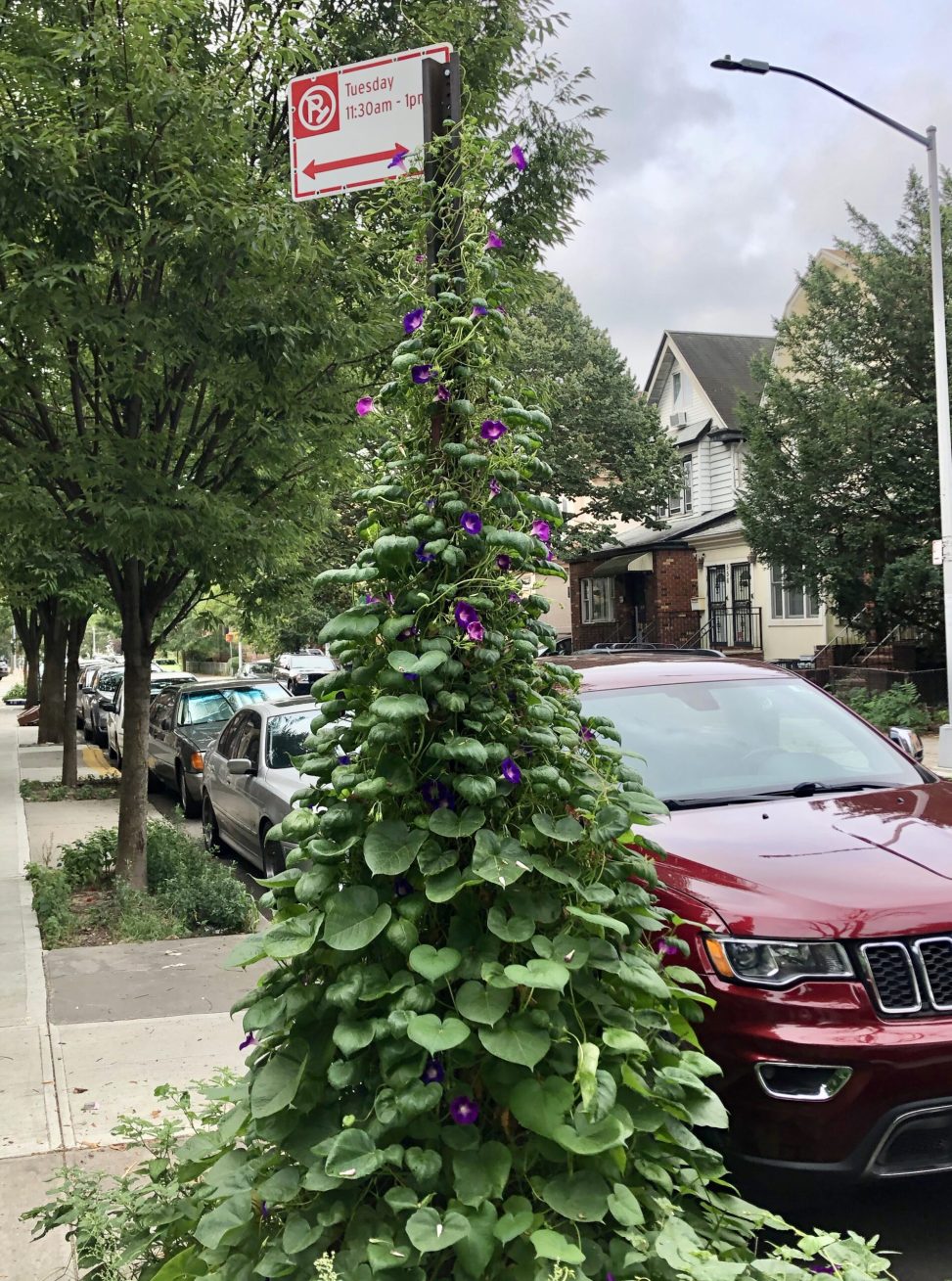 Purple morning glories grow around a street sign in a shape that resembles a pine tree