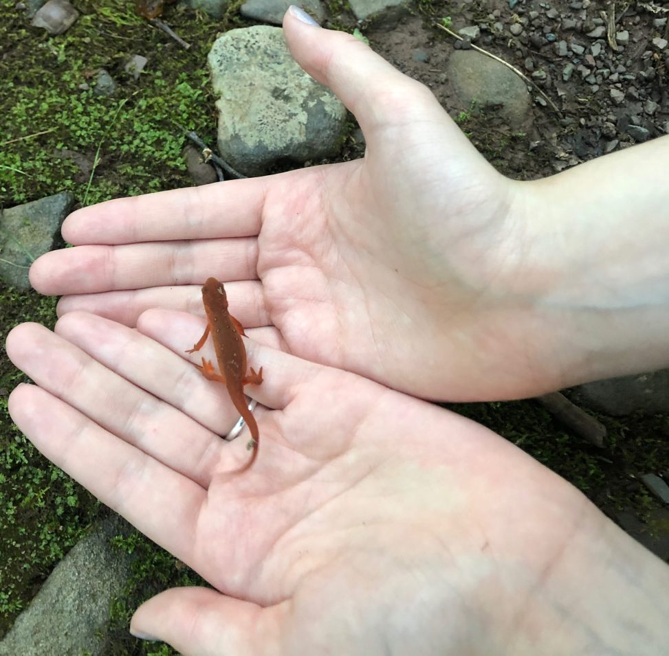 A white woman holds an orange eastern newt in her open palms