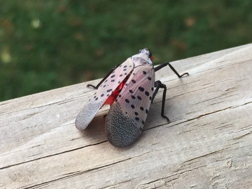 A side-top view of an adult spotted lanternfly (Lycorma delicatula) on a wooden rail. Early October. Southeastern Pennsylvania, USA.
