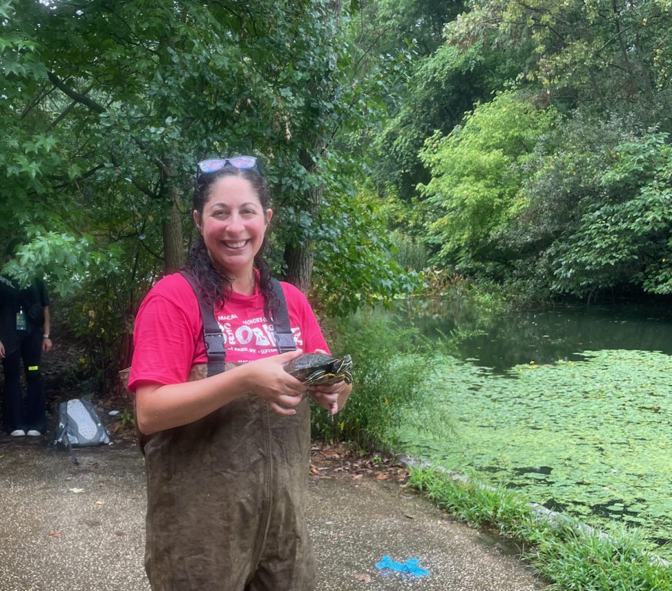 Nicole Fusco holding a turtle next to a pond in Prospect Park. She is wearing a bright pink BioBlitz Tshirt and chest waders.