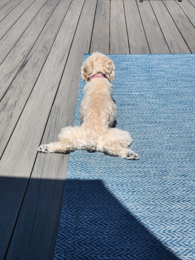 Cute dog laying in froggie pose 
