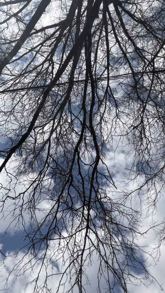 Blue sky fresh after the winter.