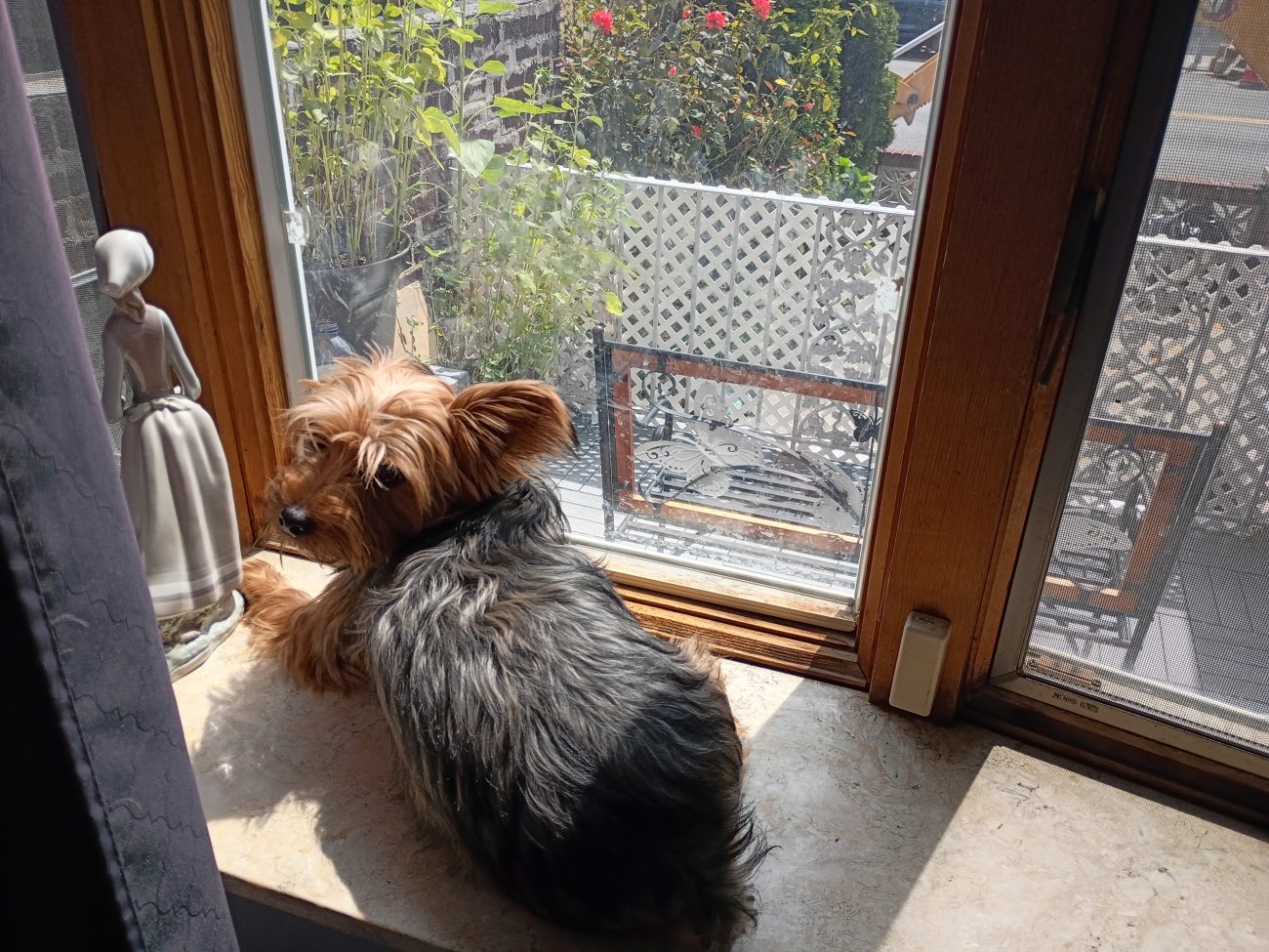 Dog on a windowsill