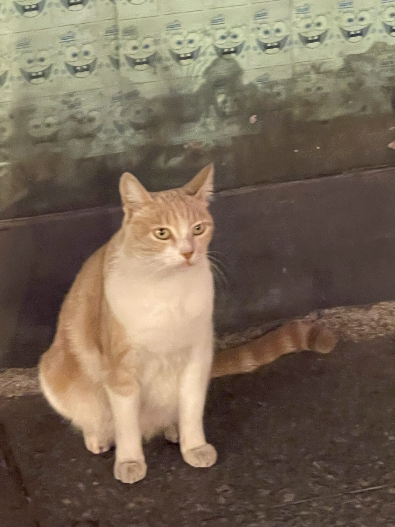 picture of an orange cat