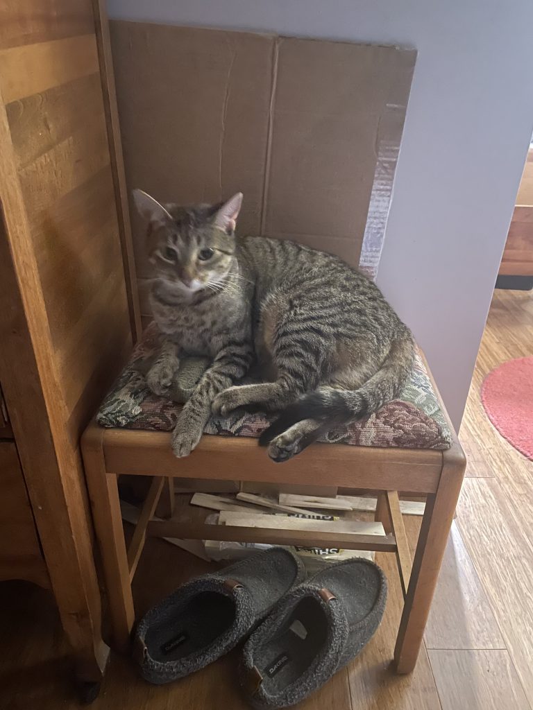 A cute beautiful tabby cat sitting on a bench