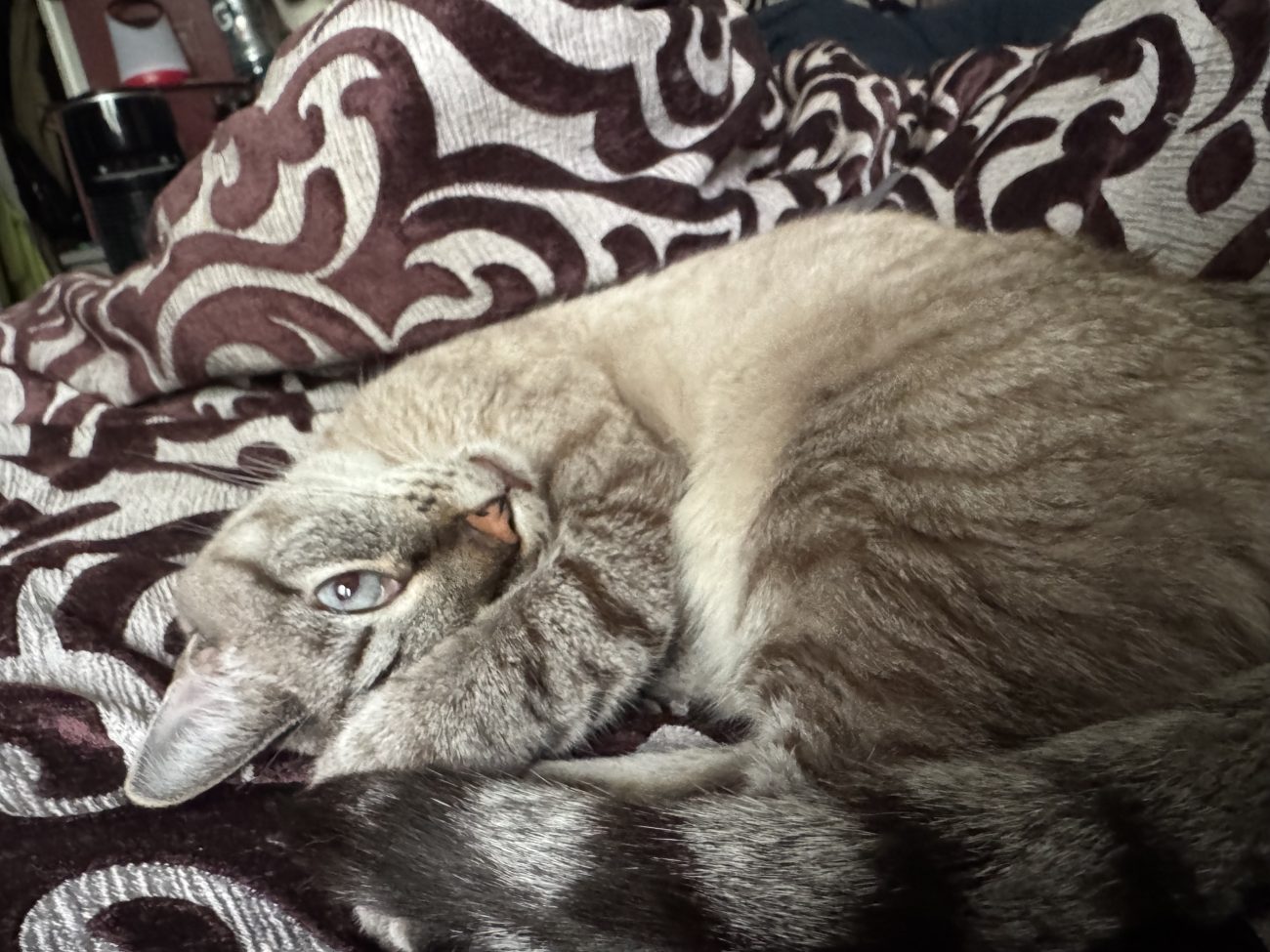A grey striped cat laying on a grey and purple duvet, one paw over his face but one eye peering out at the camera
