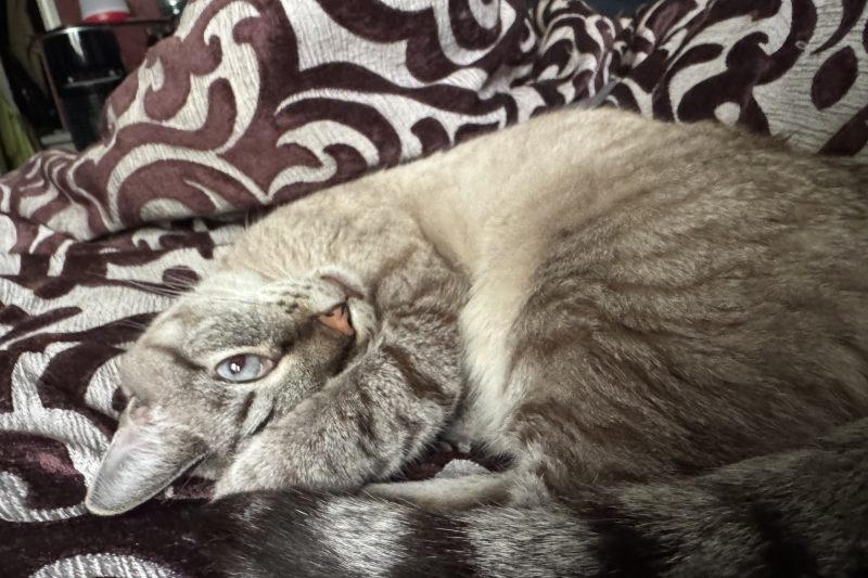 A grey striped cat laying on a grey and purple duvet, one paw over his face but one eye peering out at the camera
