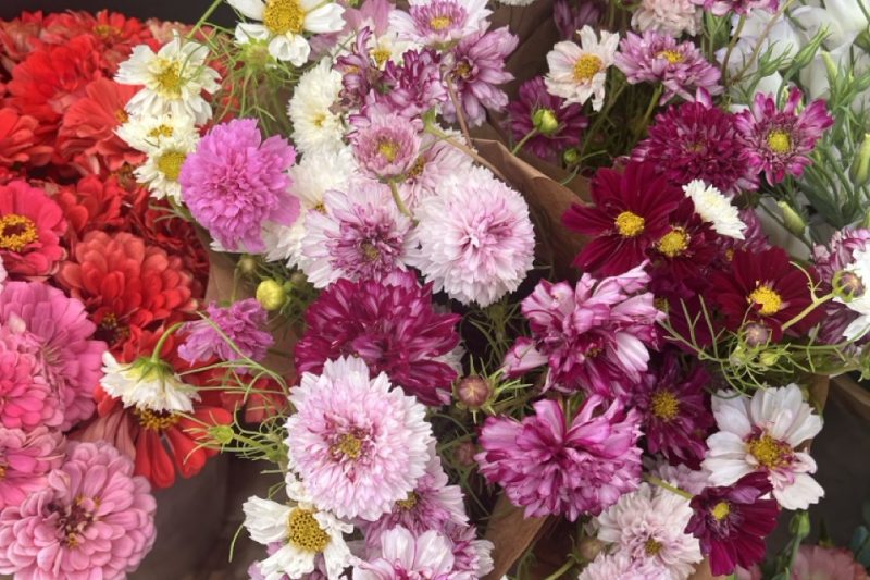 bouquets of different colorful flowers, cosmos and zinnias