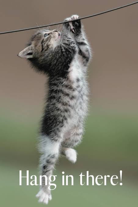 Cat hanging from a rope; caption of “Hang in there!”