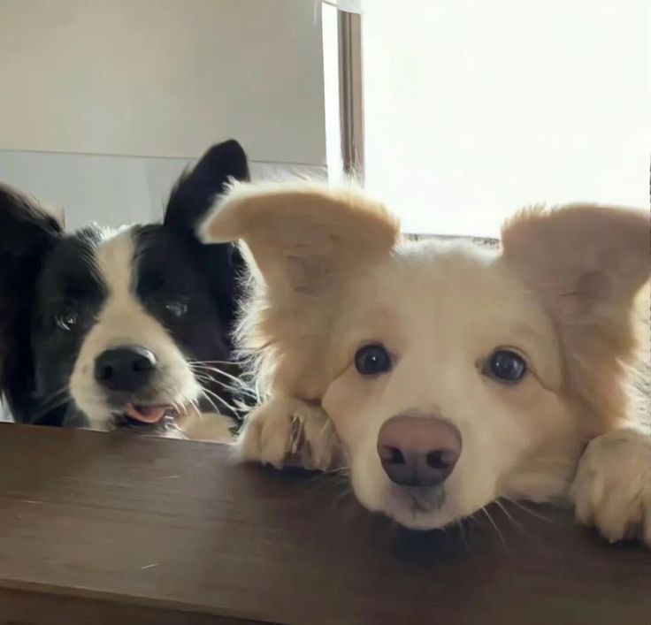 Two dogs hanging out together