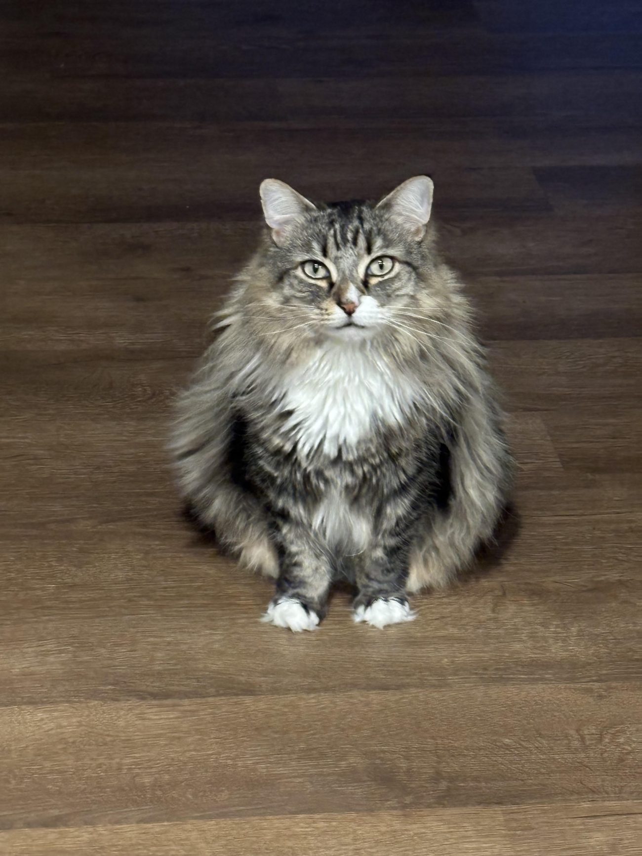 My cat Webster empowering and inspiring you.