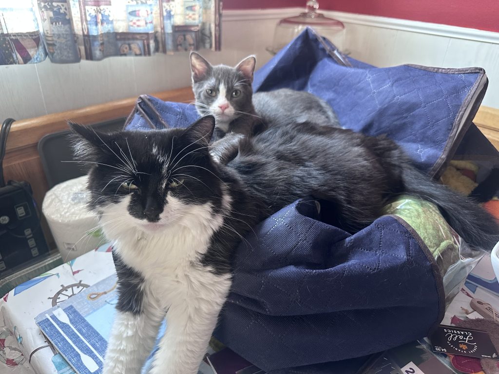 Two cats lying on a blue tote
