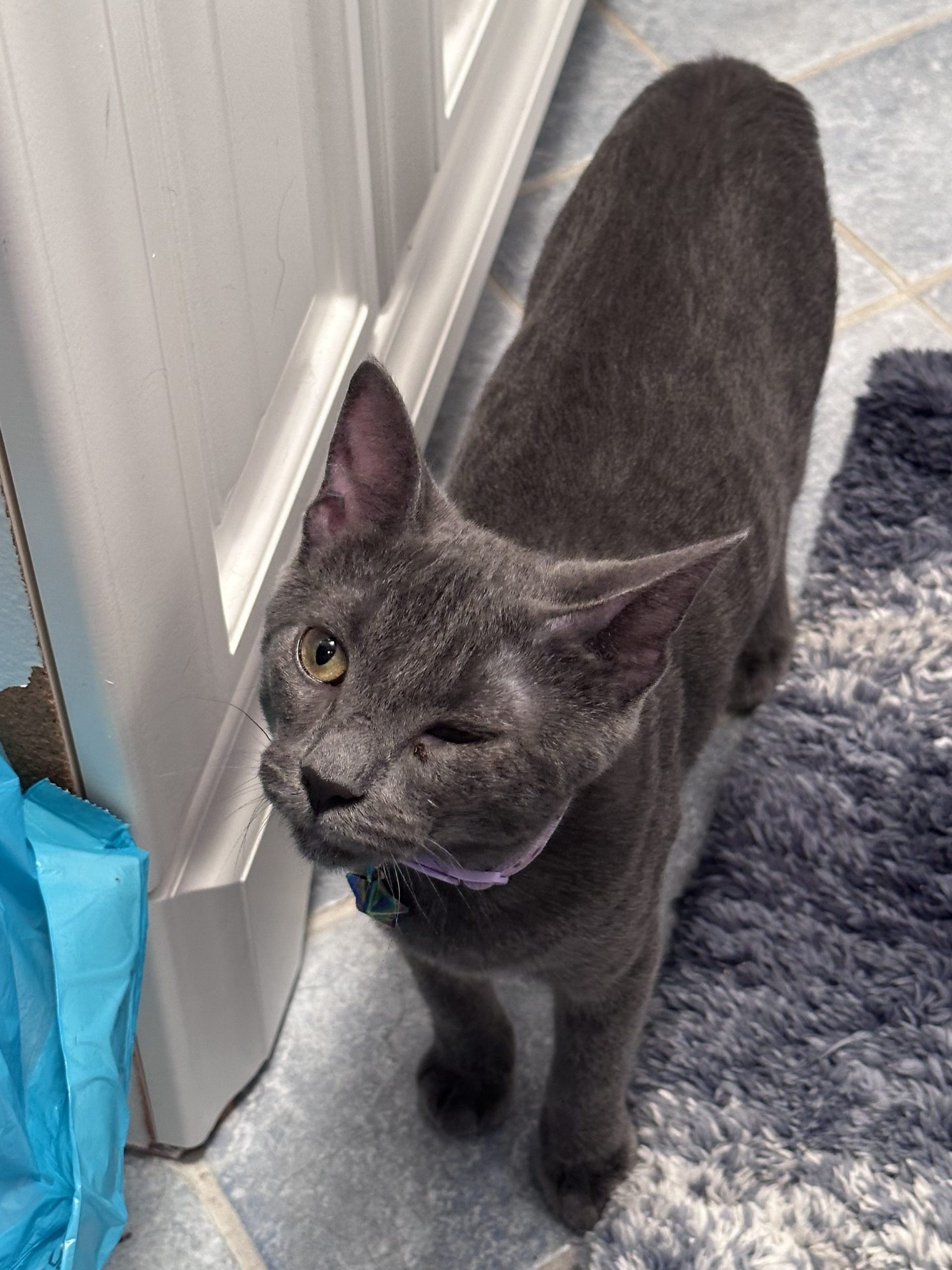 Grey cat standing beside a rug