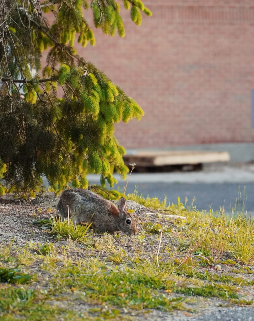bunny on grass