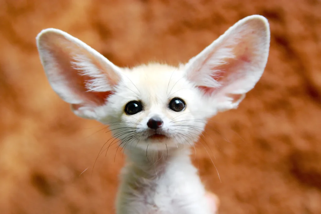fennec fox image