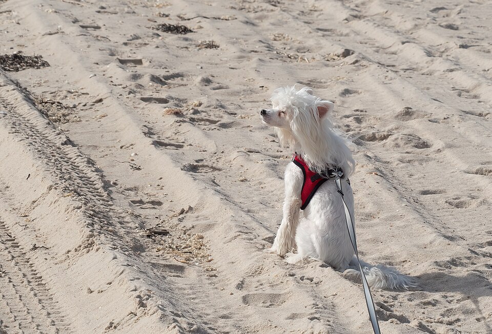 Image of Chinese Crested dog sitting on the beach.