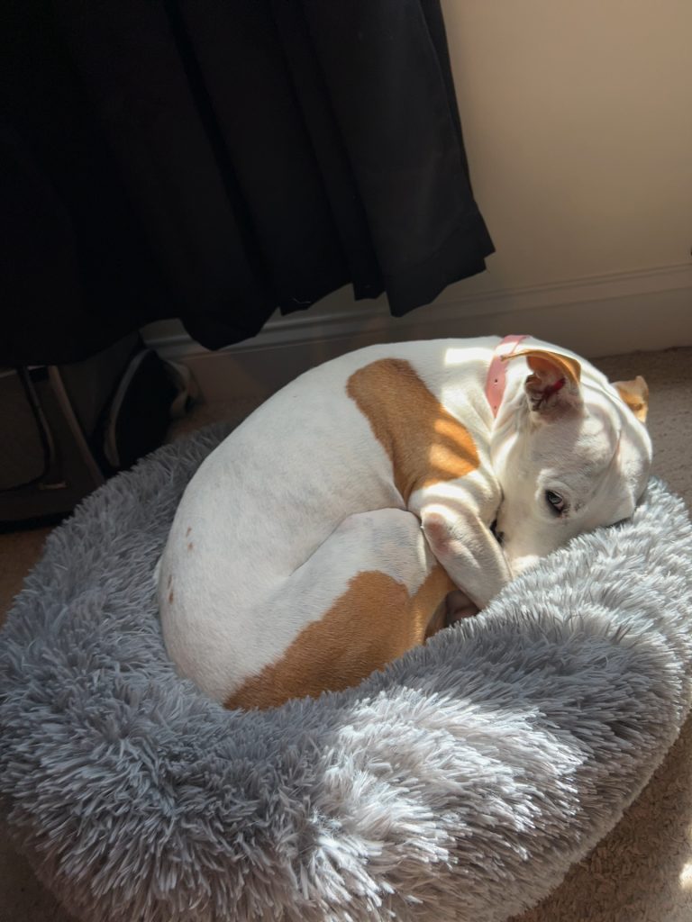 My best friend’s pitbull, Daisy