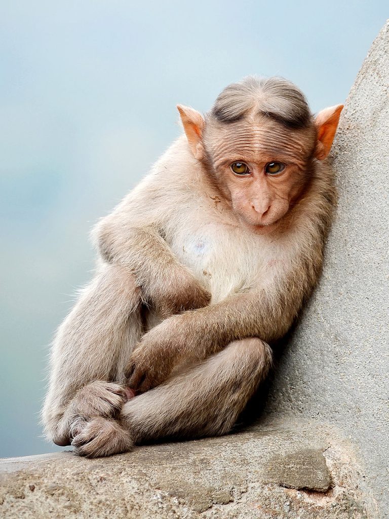 A cute and bashful monkey.