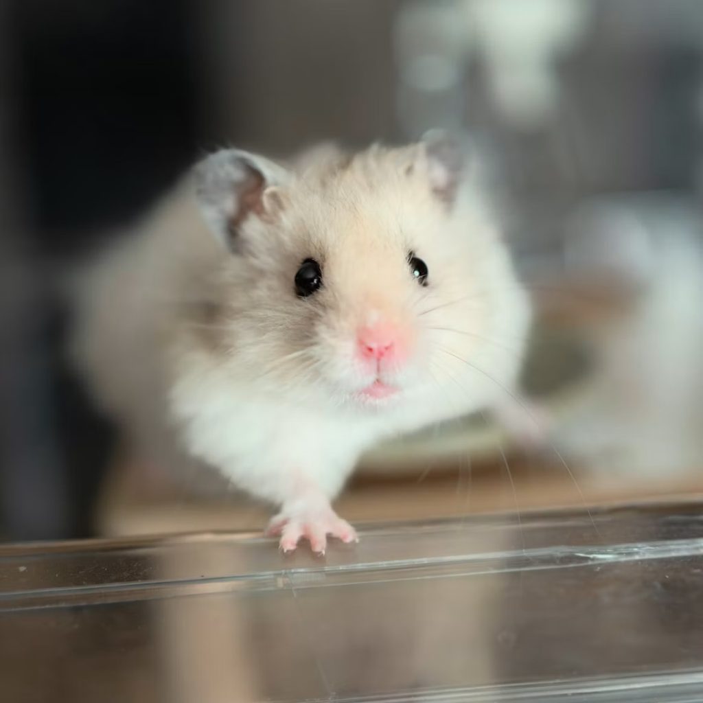 Hamster