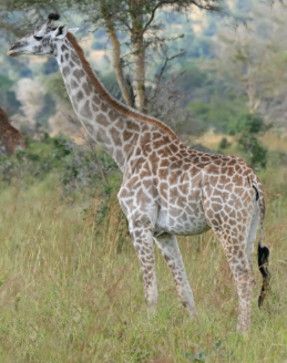 Tall Giraffe