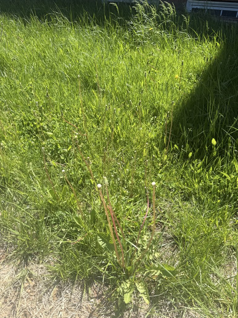 Patch of grass and dandelions outside of building