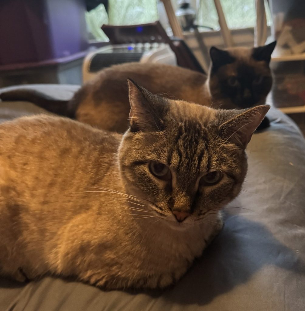 Two cats, one with grey stripes in the foreground, and a light and dark brown cat in the background, look in tandem at the camera.