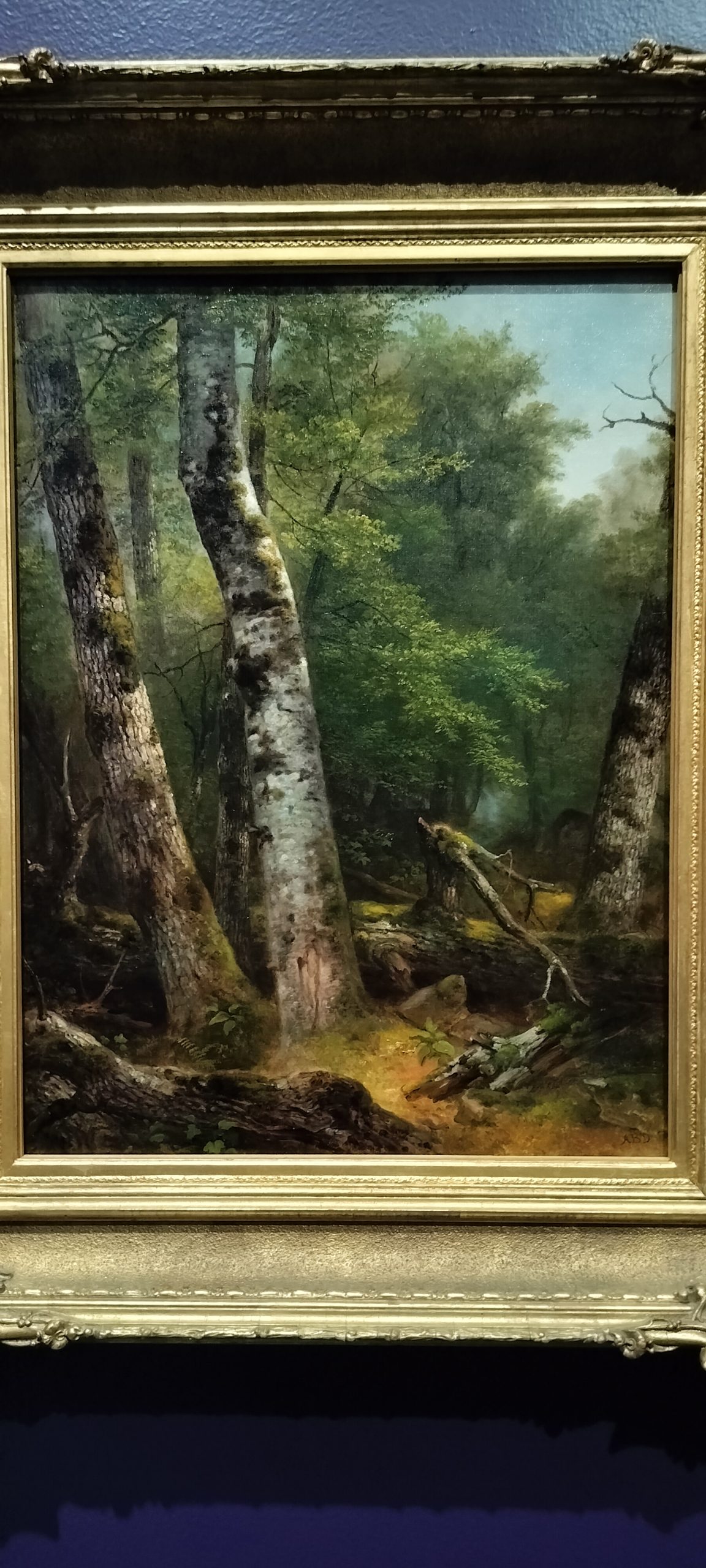 Landscape (birch and oaks)