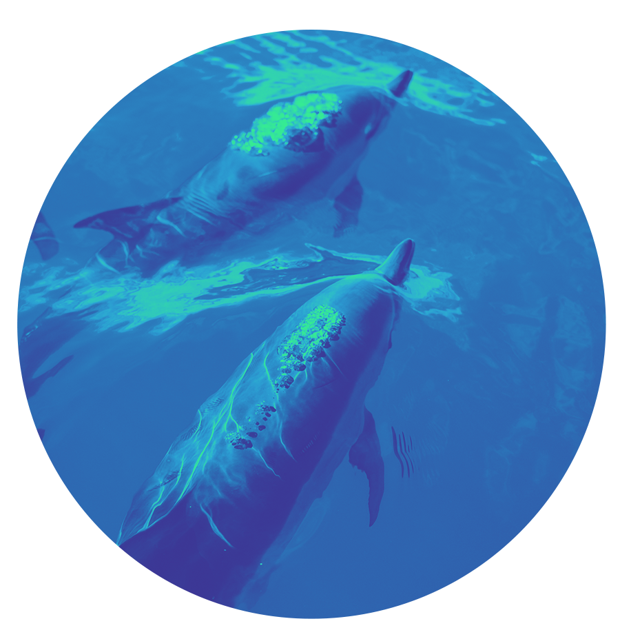 animal communication thumbnail