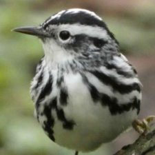  BioBlitz